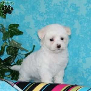 Jimmy, Maltipoo Puppy
